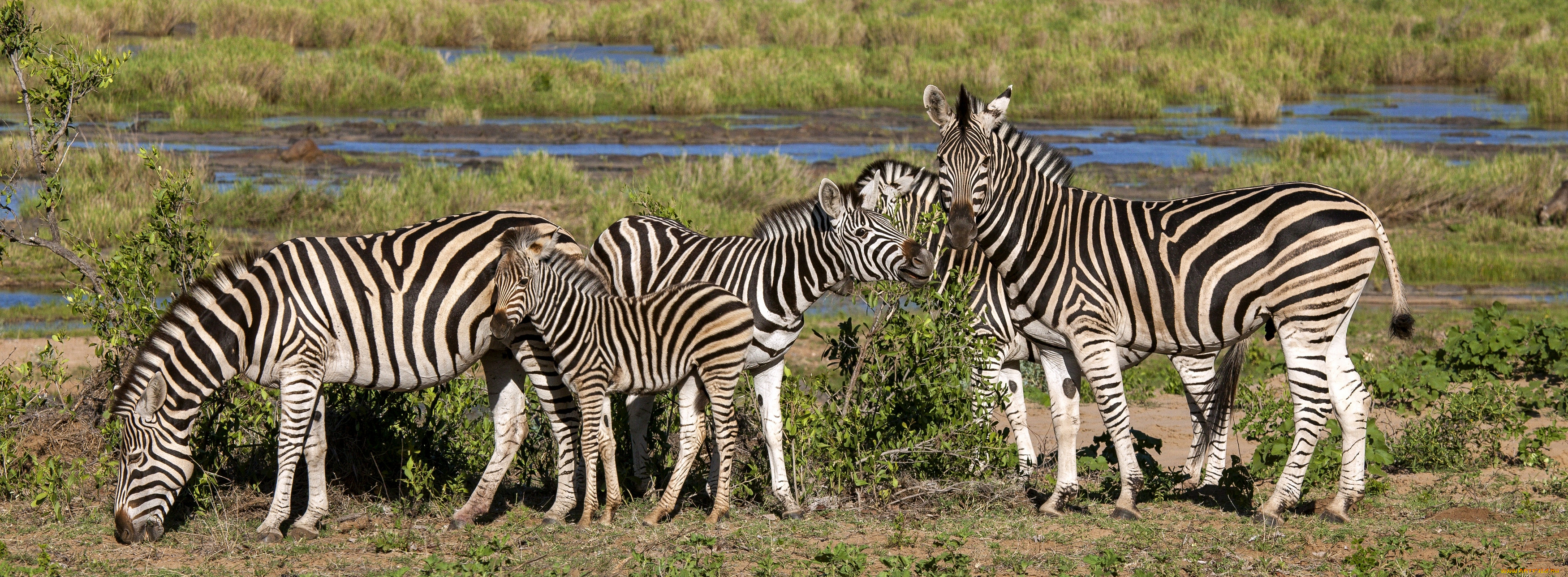 , , , zebras, africa